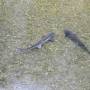 dscn0609.jpg